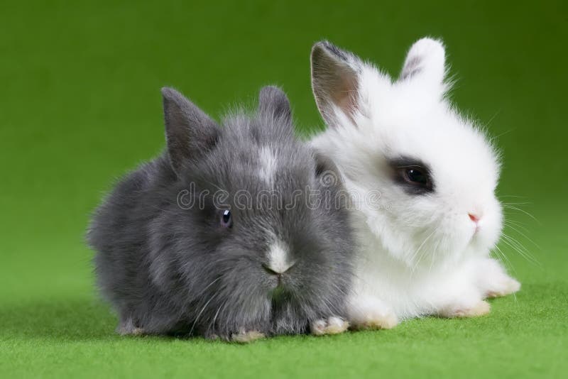 Grey and white bunny, isolated on green