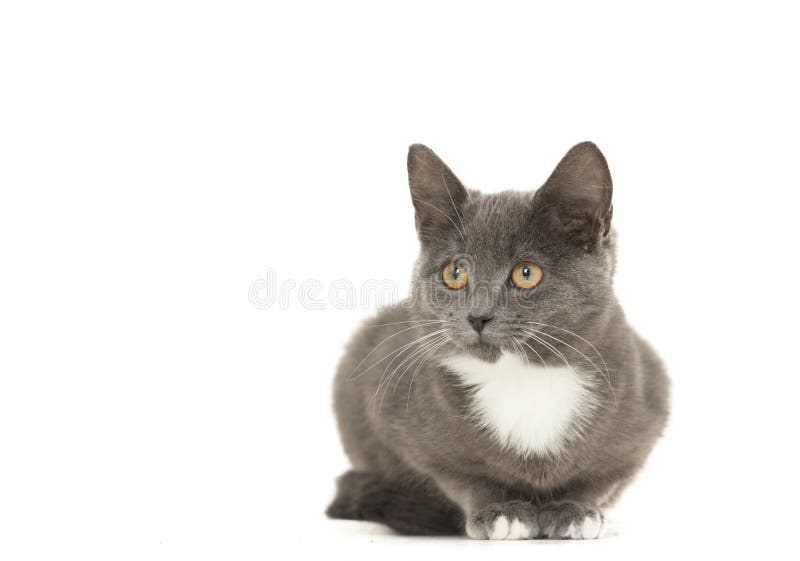 Grey and white cat stock image. Image of background, cute - 47486307
