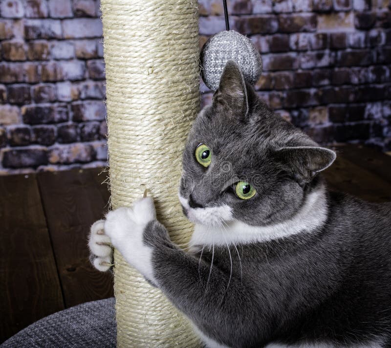 Scratching Post and Grey and White Cat