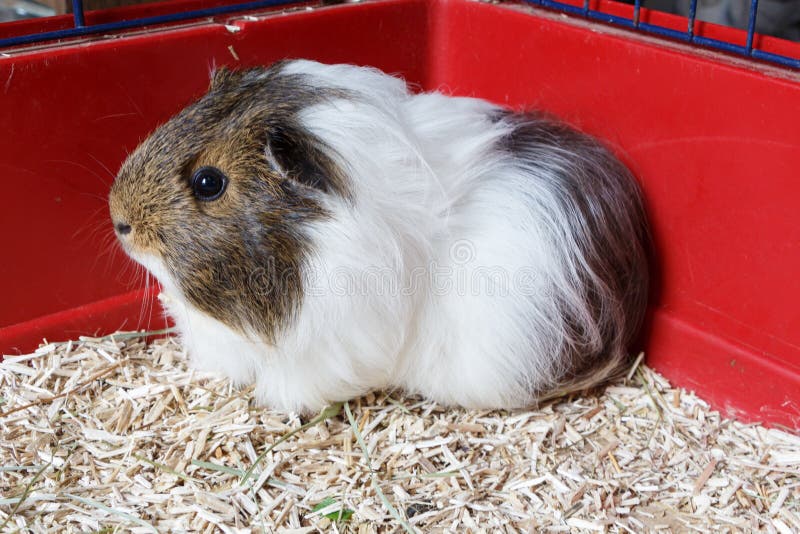 Guinea pig in a cage stock image. Image of white, litter 156742677
