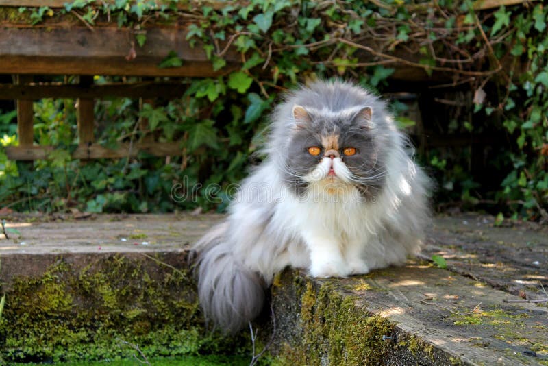 Persian Cat by Pond stock image. Image of gray, adorable - 147208939 Persian Cat by Pond stock image. Image of gray, adorable - 147208939
