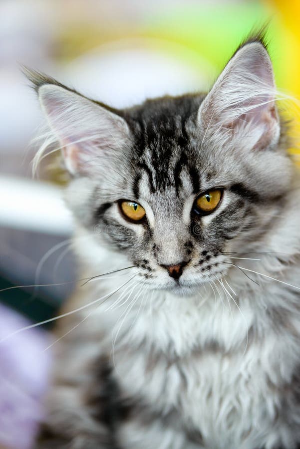 gray maine coon tabby gray maine coon tabby