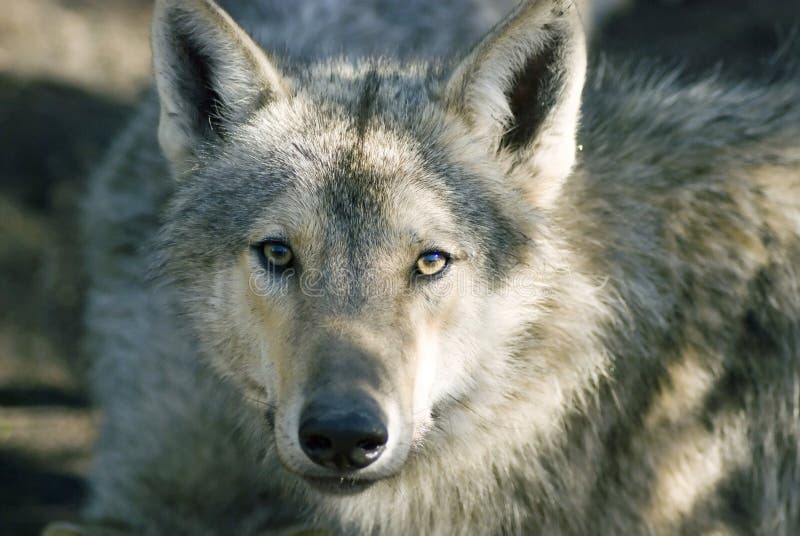 Grey Wolf stock photo. Image of dangerous, canine, creature - 12176634
