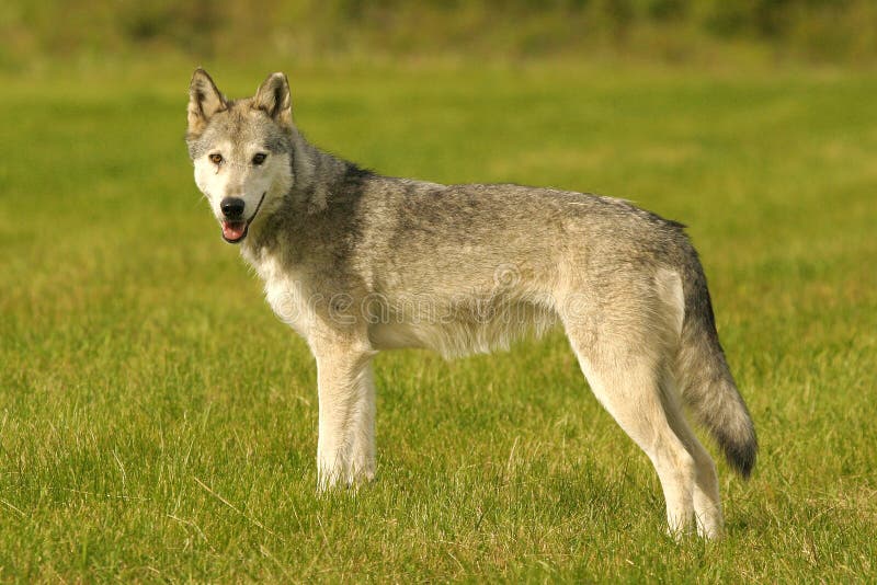 Wolf stock photo. Image of animal, wolf, predator, british - 531168