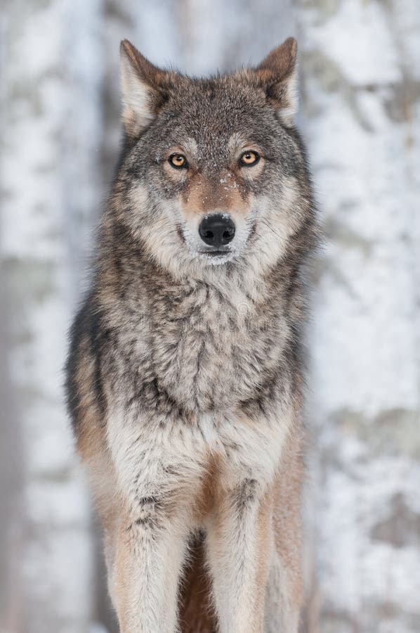 Grey Wolf (Canis-de wolfszweer) Rechtdoor royalty-vrije stock foto Grey Wolf (Canis-de wolfszweer) Rechtdoor royalty-vrije stock foto