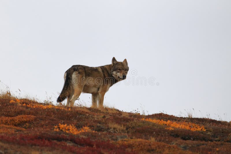 Grey Wolf (Canis lupus) , Denali National Park, Alaska, Stany Zjednoczone Ameryki