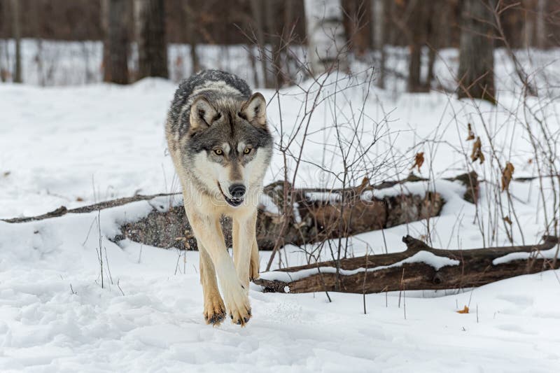 Wolf jumping in the snow. stock photo. Image of channel - 132357942