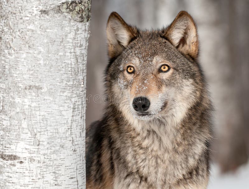 Grey Wolf (Canis lupus) Looks Up