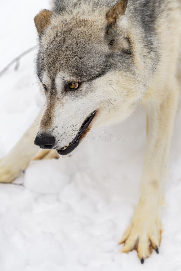 Grey Wolf (Canis Lupus) Paws Spread Ears Back Winter Stock Photo ...
