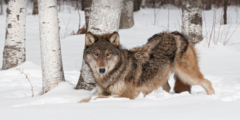 Grey Wolf (canis lupus) si accovaccia vicino a Treeline