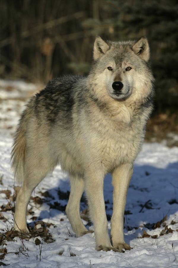 Gray wolf stock photo. Image of wildlife, wolves, jackal - 14032234