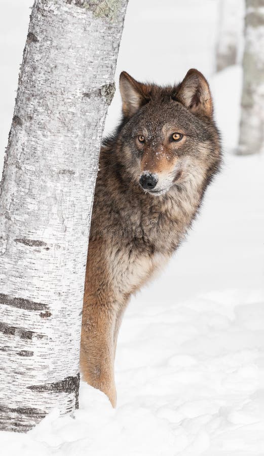 Grey Wolf (Canis lupus) Peeks from Behind Birch Tree - captive animal. Grey Wolf (Canis lupus) Peeks from Behind Birch Tree - captive animal