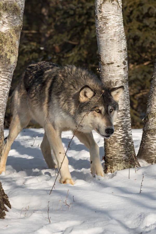 Grey Wolf Canis Lupus Steps Forward Head Down Between Trees Winter