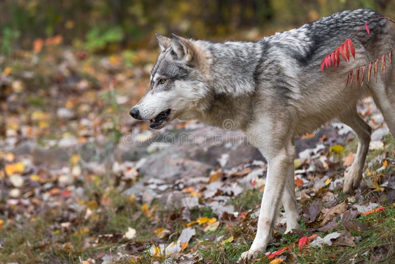 Grey Wolf Canis Lupus Steps Left Sumac Branch Autumn Stock Image - Image of gray, sumac: 215166601 Grey Wolf Canis Lupus Steps Left Sumac Branch Autumn Stock Image - Image of gray, sumac: 215166601