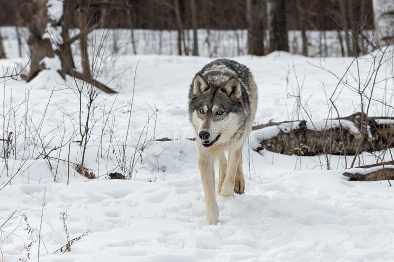 Grey Wolf Canis Lupus Trots Forward Stock Image - Image of action
