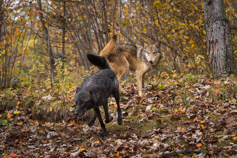 Grey Wolf Canis Lupus Watches Black Run Away Stock Image - Image of ...