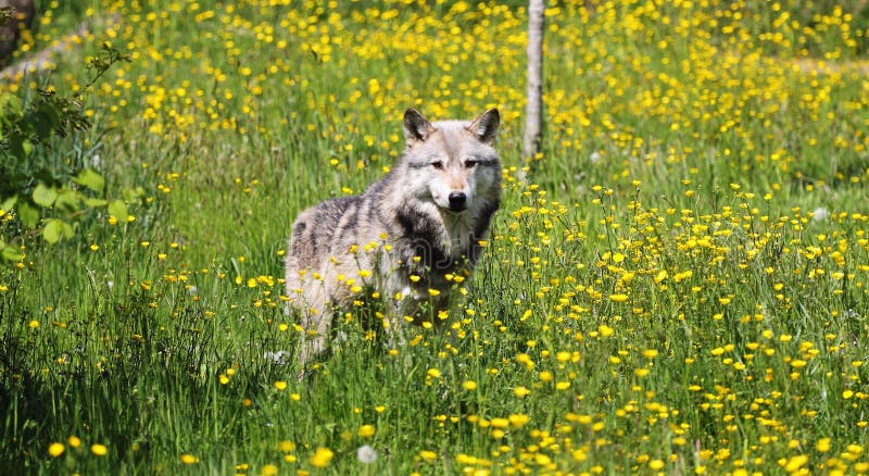 Grey Wolf in a field of buttercups
