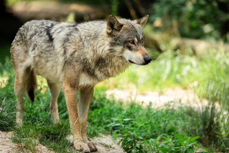 Grey wolf in the forest stock photo. Image of background - 166336678