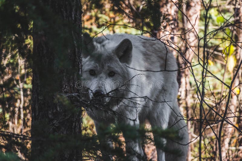 Wolf Behind Tree