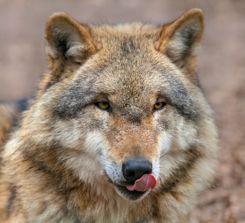 Wolf Growling Menacingly Showing Teeth Stock Photo 1854523987