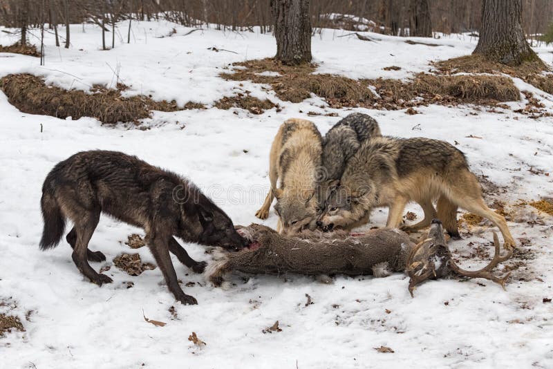 Grey Wolf Pack Canis Lupus Argues Over White Tail Deer Corpse Winter ...