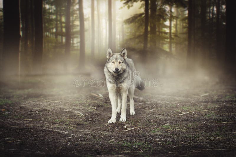 Grey Wolf Portrait - alba magica della foresta dell'animale prigioniero