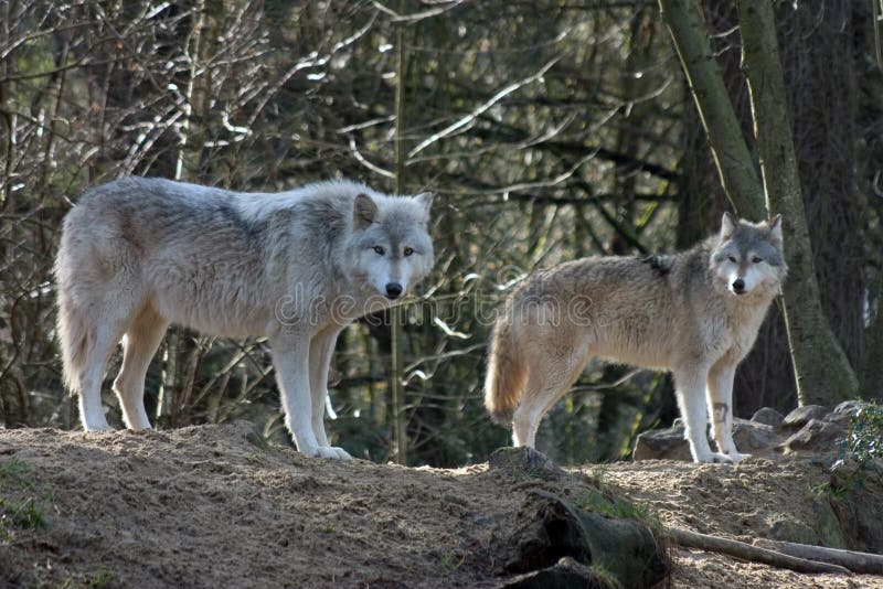 Una coppia di lupi grigi, guardando verso la telecamera nel bosco.