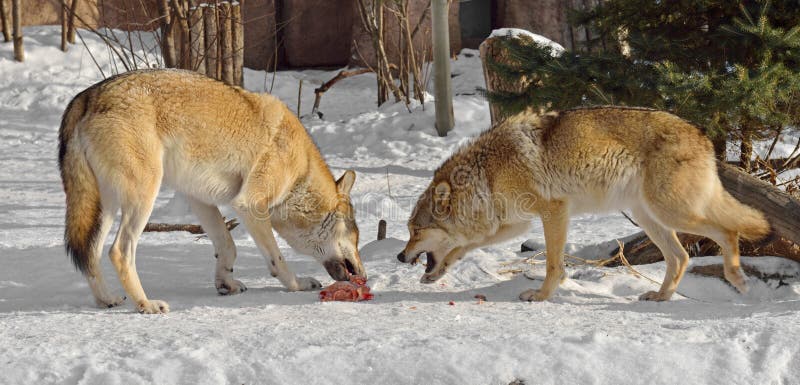 Grey wolves Canis lupus. Fight for food