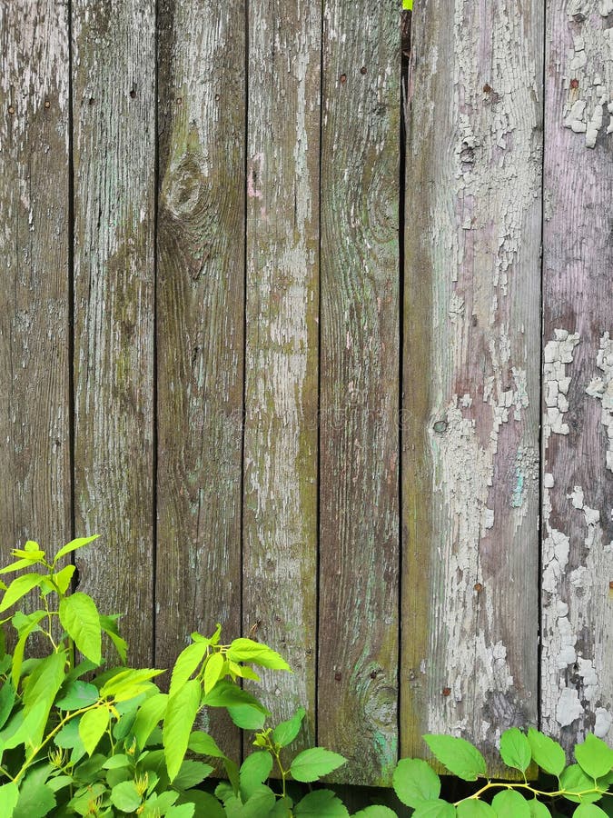 Grey wooden fence and green plants garden background