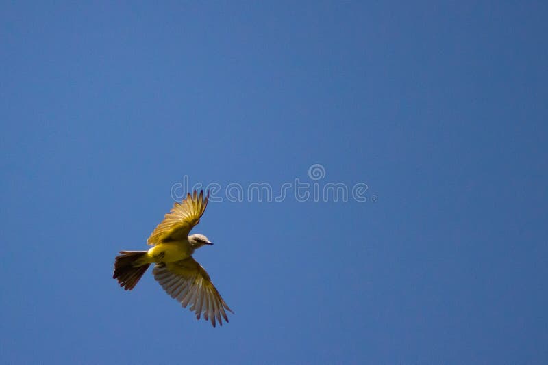 Grey and Yellow Bird Overhead Stock Image Image of grey, talons 76591389