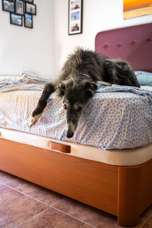 A greyhound in the bed stock photo. Image of comfortable 154272106