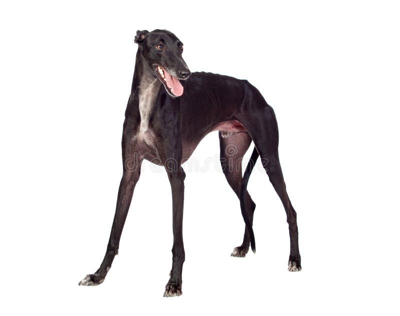 Greyhound breed dog
