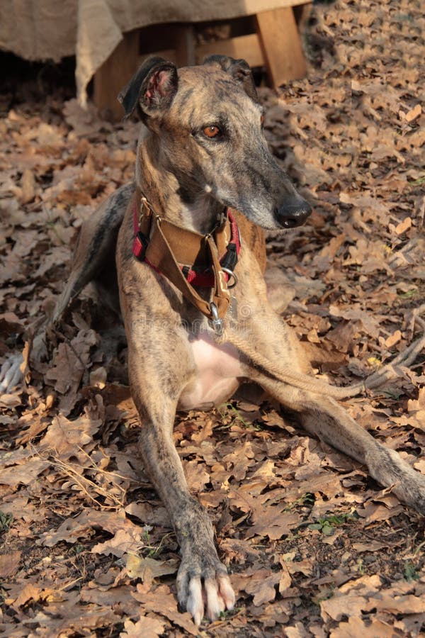 Dog greyhound stock image. Image of color, hairy, careful 102788813