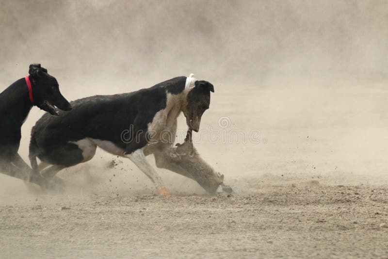 Greyhound Dog Hunting stock image. Image of flying, event 115125985
