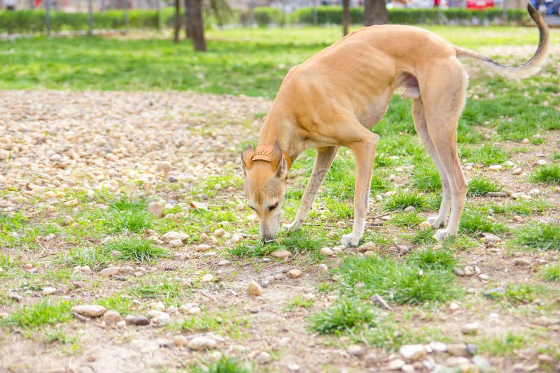 Greyhound Dog in Park Sniffing Stock Photo Image of collar, obedience