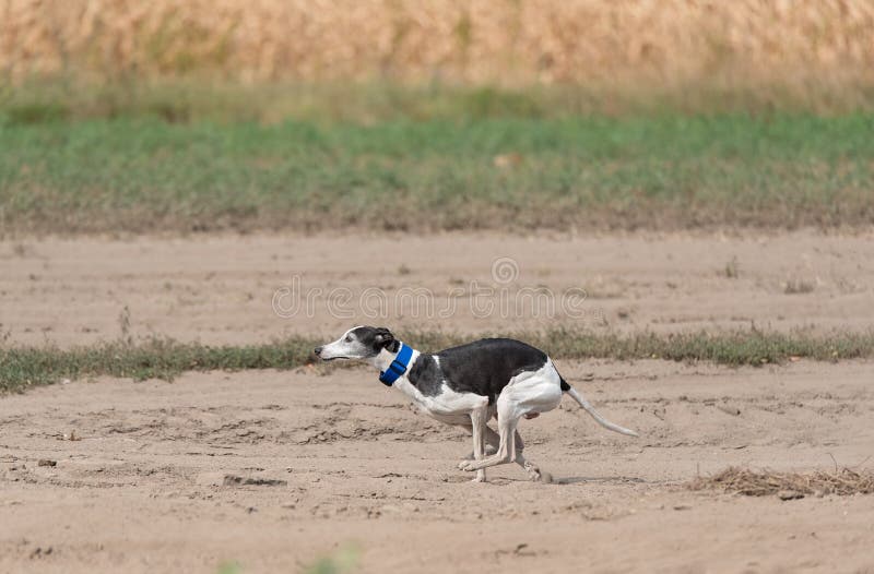 Greyhound Dog Running in Training Stock Image Image of sand, feet