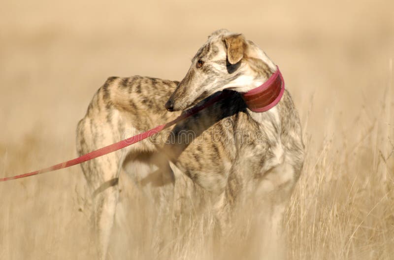 Galgo el perro para ver en campo.