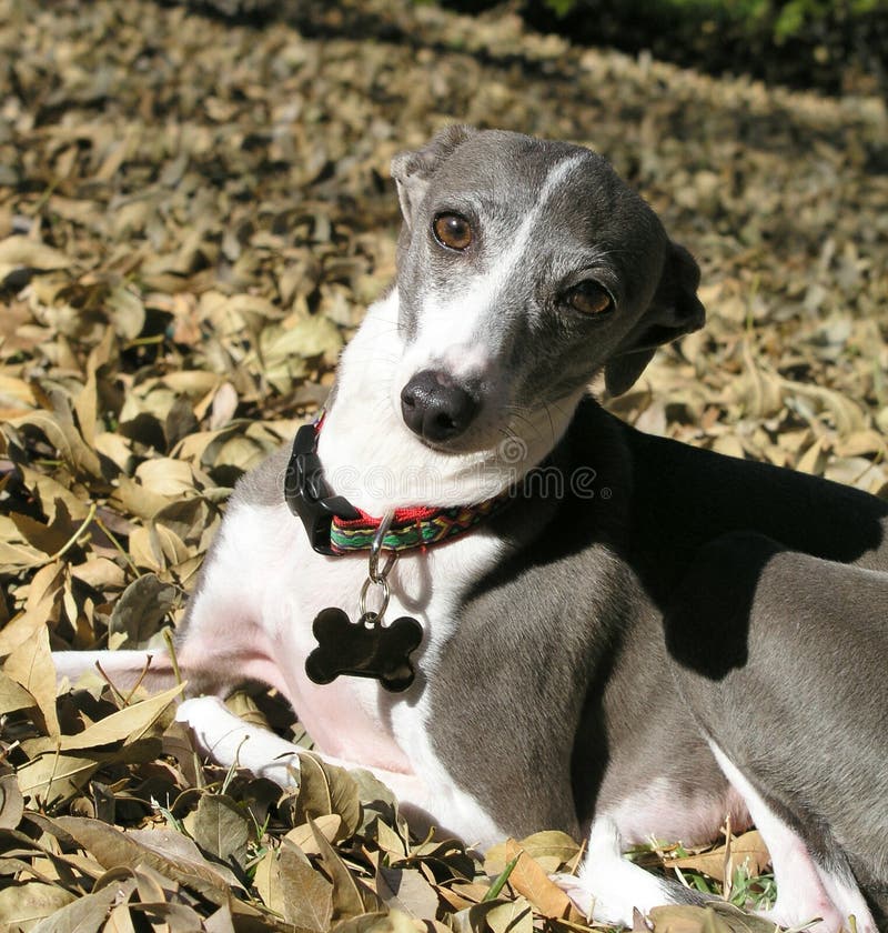 Greyhound in Fall Leaves