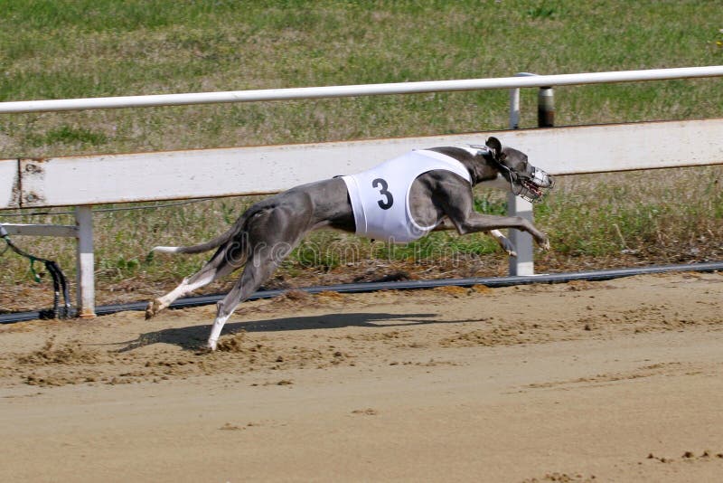Greyhound At Full Speed Running During A Dograce Stock Photo - Image of animal, pack: 70933536