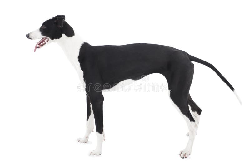 Greyhound isolated on white