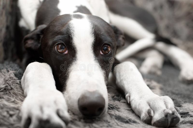 Greyhound lying on sofa