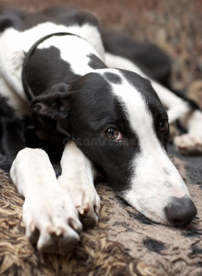 Greyhound lying on sofa