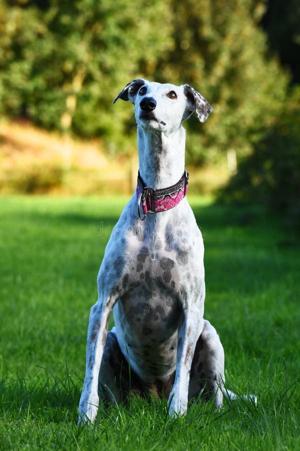 Greyhound pup stock image. Image of english, greyhound 52589113