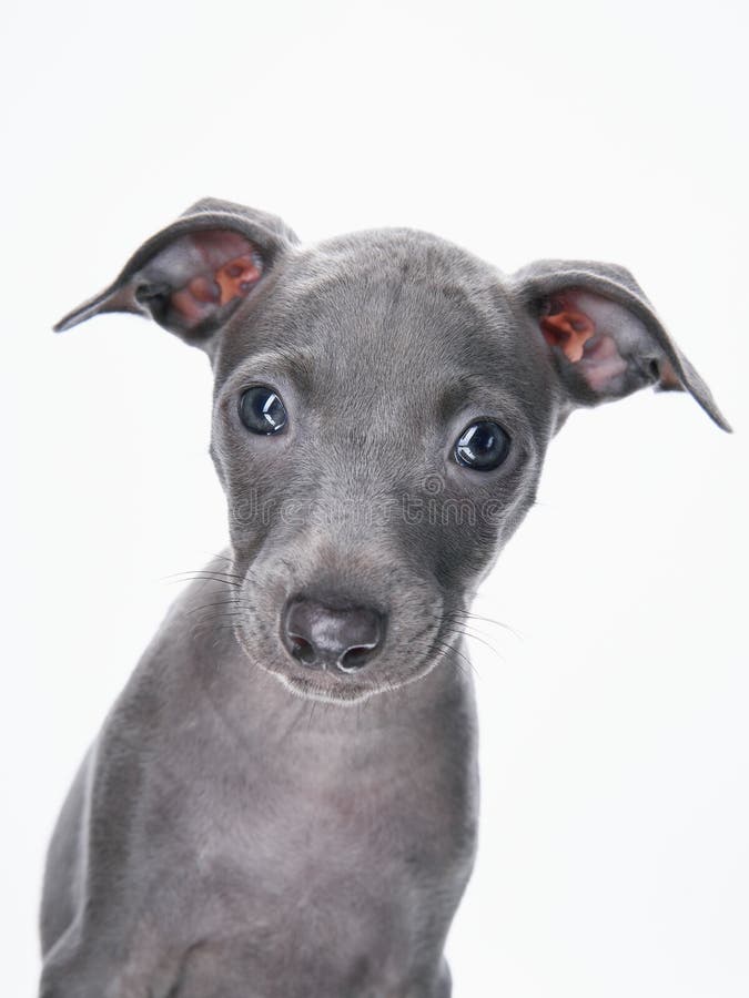 Greyhound Puppies on Black. Dog in Studio Stock Photo - Image of black ...