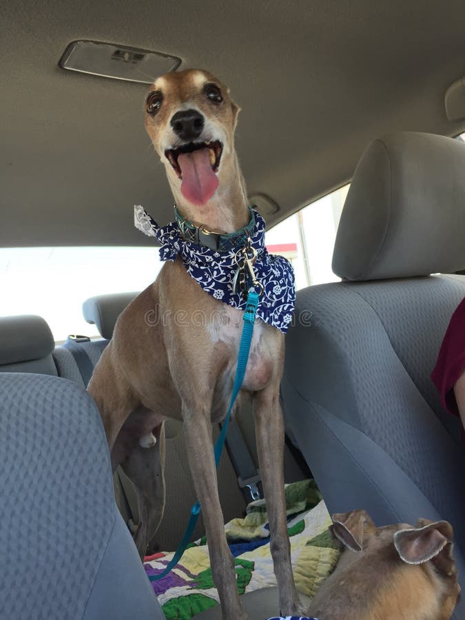 Greyhound riding in car editorial image. Image of riding 52069225