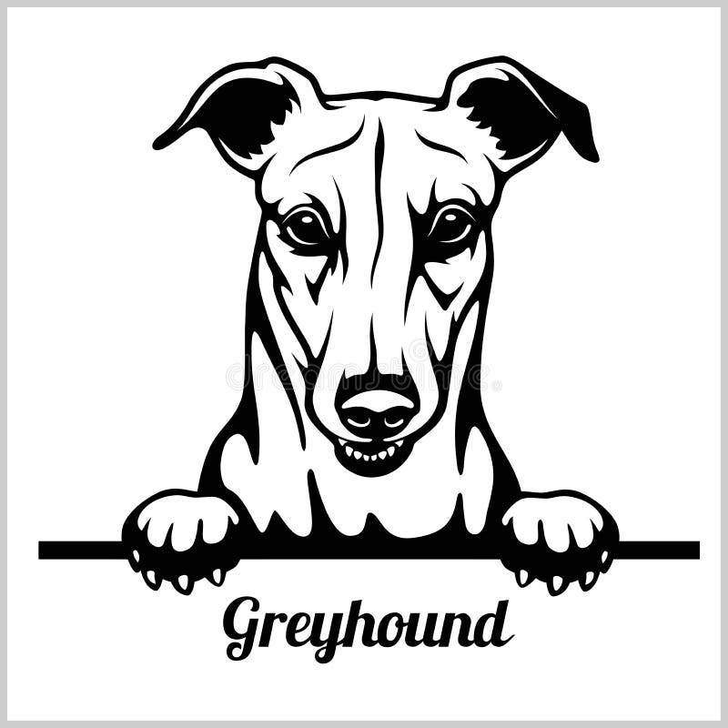 Greyhound - σκυλιά κρυφοκοιτάγματος - κεφάλι προσώπου φυλής που απομονώνεται στο λευκό διανυσματική απεικόνιση