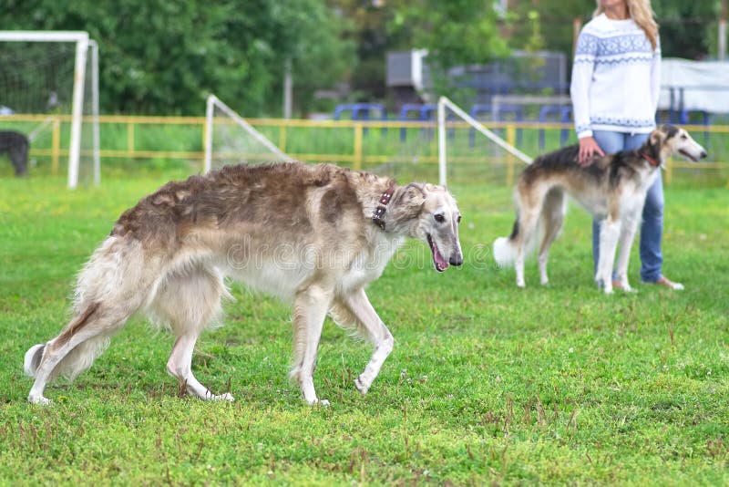 Greyhounds, a Breed of Thin Dogs with Long Legs Close-up Stock Photo - Image of training, cute: 124849610 Greyhounds, a Breed of Thin Dogs with Long Legs Close-up Stock Photo - Image of training, cute: 124849610