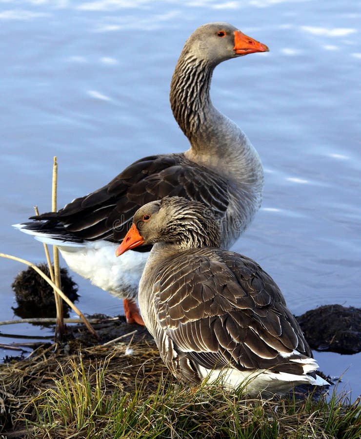 Greylag Geese On the Shore of a Lake