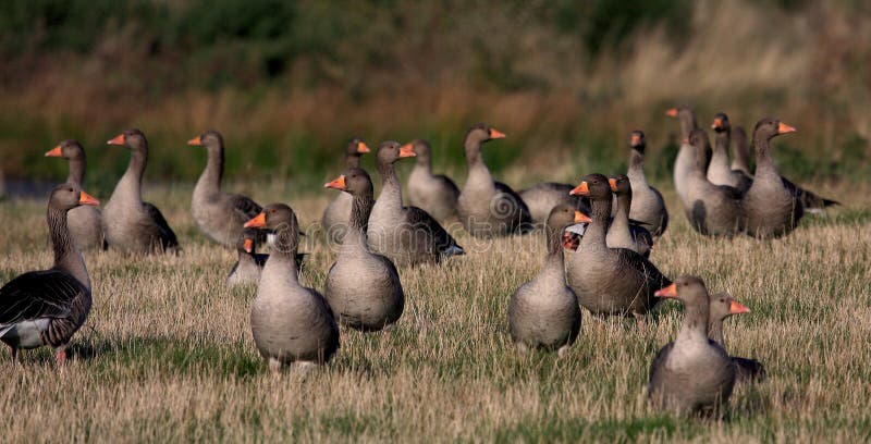 Greylag Geese