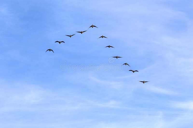 We fly on the south! stock image. Image of animal, freedom 5483881